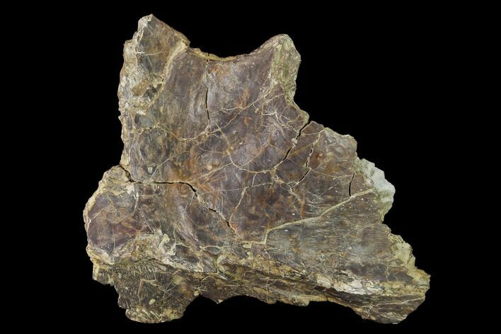 Permian Amphibian (Eryops) Fossil Skull Section - Texas #153732